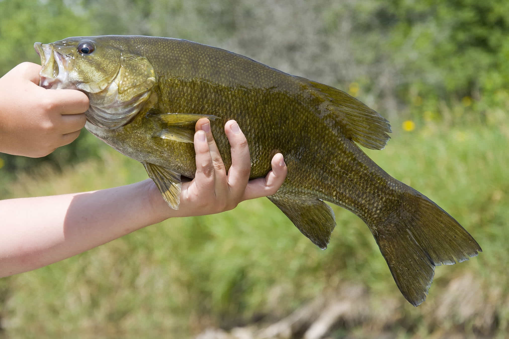 best smallmouth lakes in illinois
