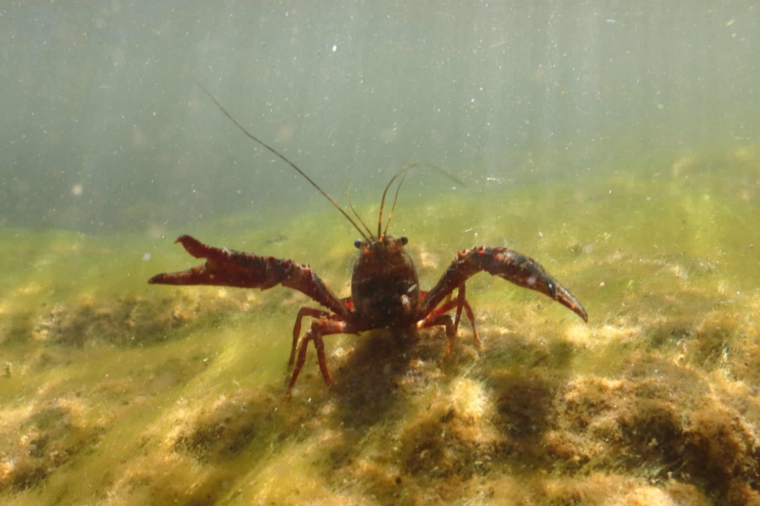 Best Time To Catch Crawfish In Illinois Tips And Tricks To Boost Your