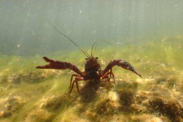 Best Time To Catch Crawfish In Illinois – Tips And Tricks To Boost Your Catch!