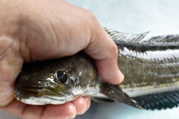 Snakehead Fish In Illinois – What They Are And What To Expect