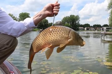What To Do With Carp After Bowfishing? 3 Things You Can Do!