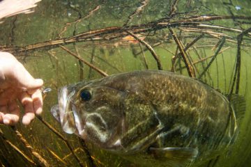 When Do Bass Spawn In Illinois? Interesting Bass Spawning Facts For Every Angler